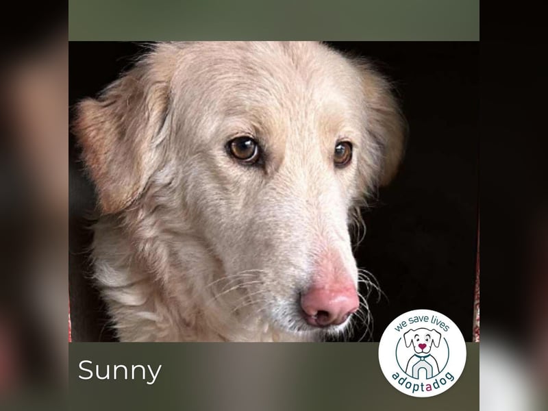 Sunny: Vorsichtige Schönheit