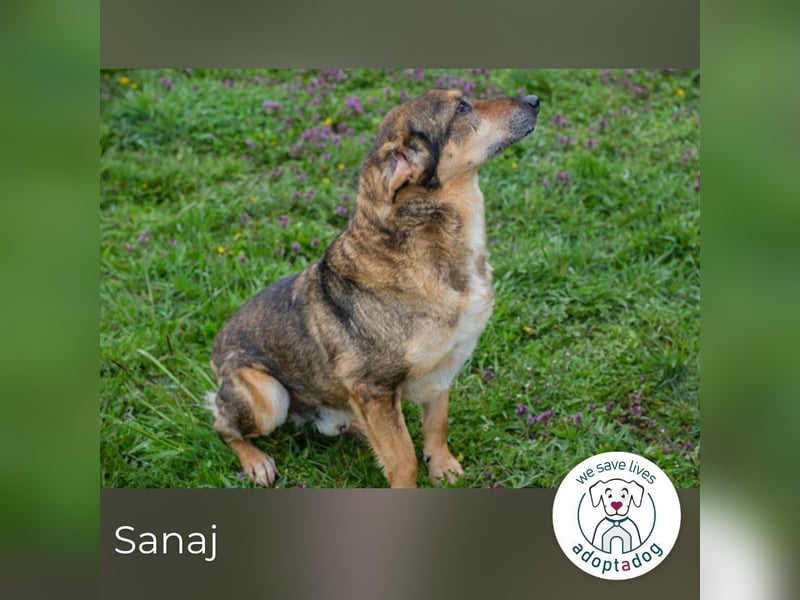 Sanaj 831820 sucht ein zu Hause