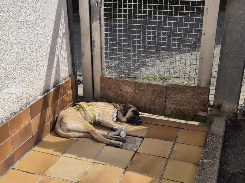 Skadi II sucht ein zu Hause