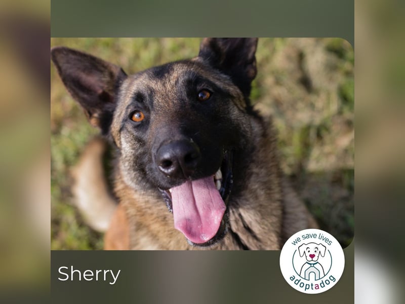 Sherry sucht ein Zuhause