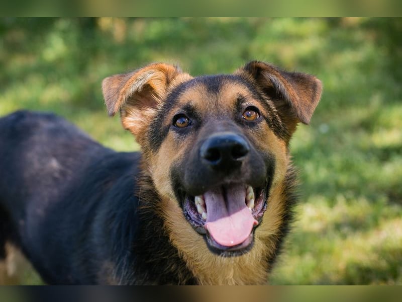 Chip 268137 sucht ein Zuhause