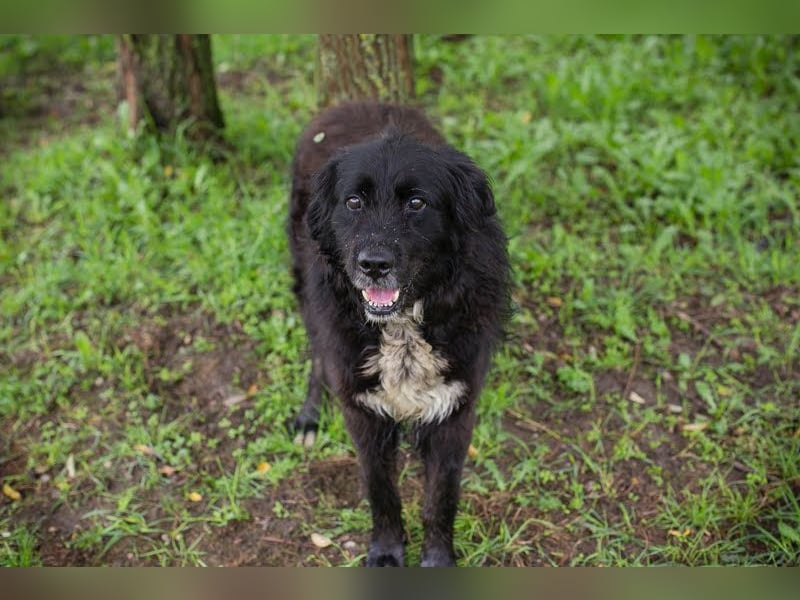 Solon: Tapferer Hundeopa