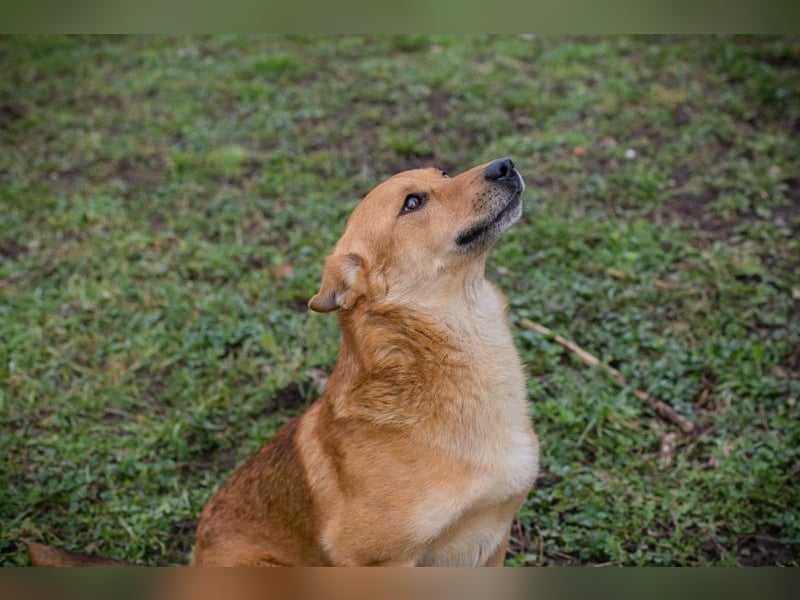 Odin sucht ein Zuhause