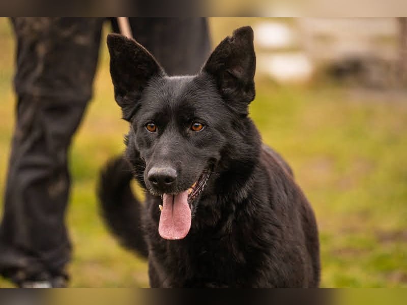 Sonja: Hundemama sucht Zuhause
