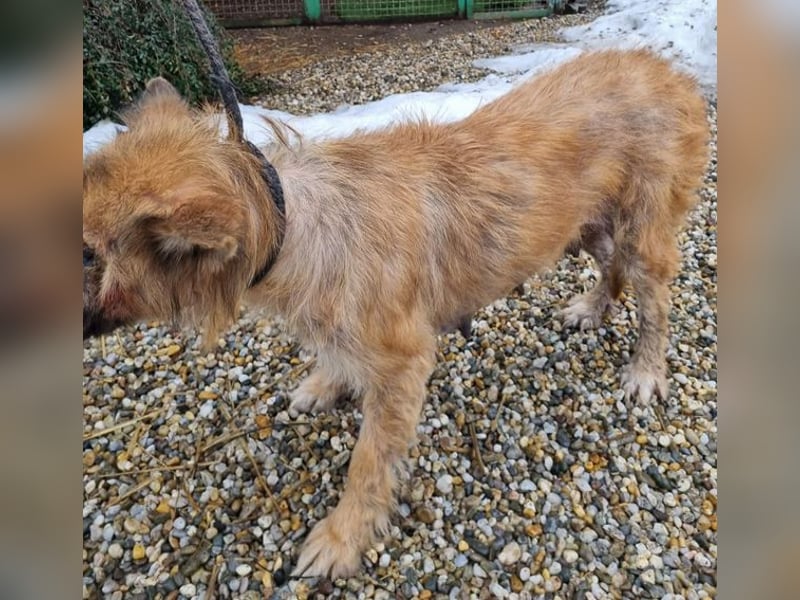 Nala sucht ein Zuhause