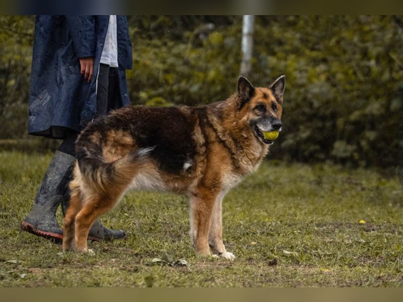 Loic: Dein Partner mit der grauen Schnauze