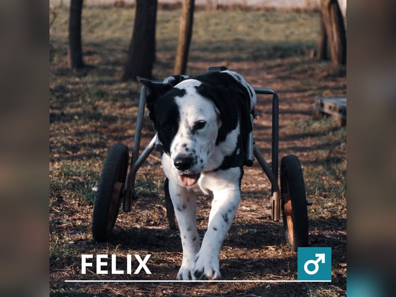 Felix 84922 sucht ein zu Hause
