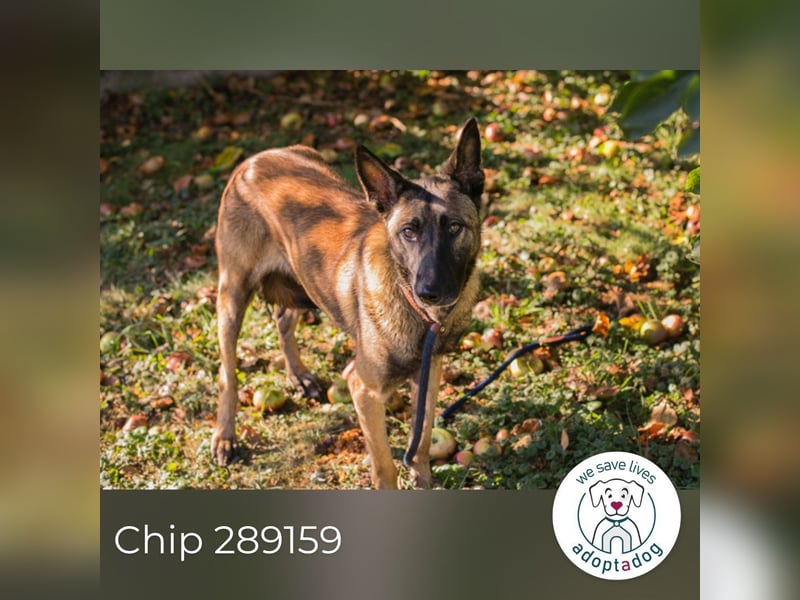 Chip 289159 sucht ein zu Hause