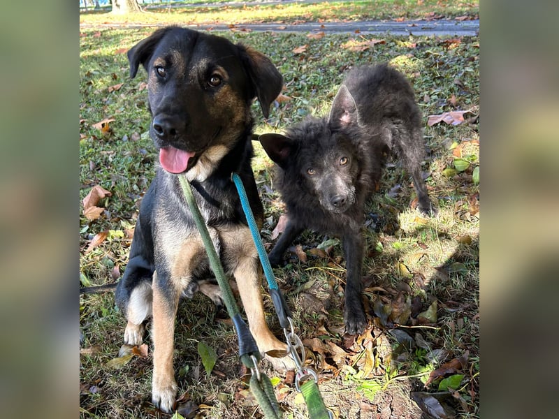 Maxi: Sonnenschein auf vier Beinen