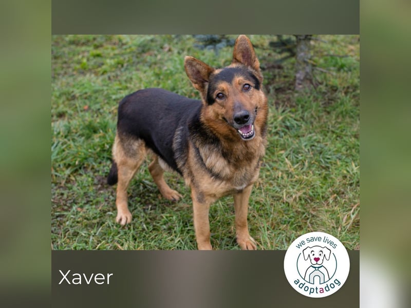 Xaver sucht ein Zuhause