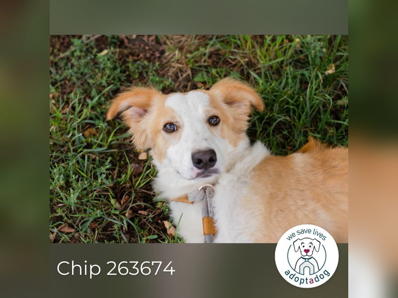 Chip 263674 sucht ein Zuhause