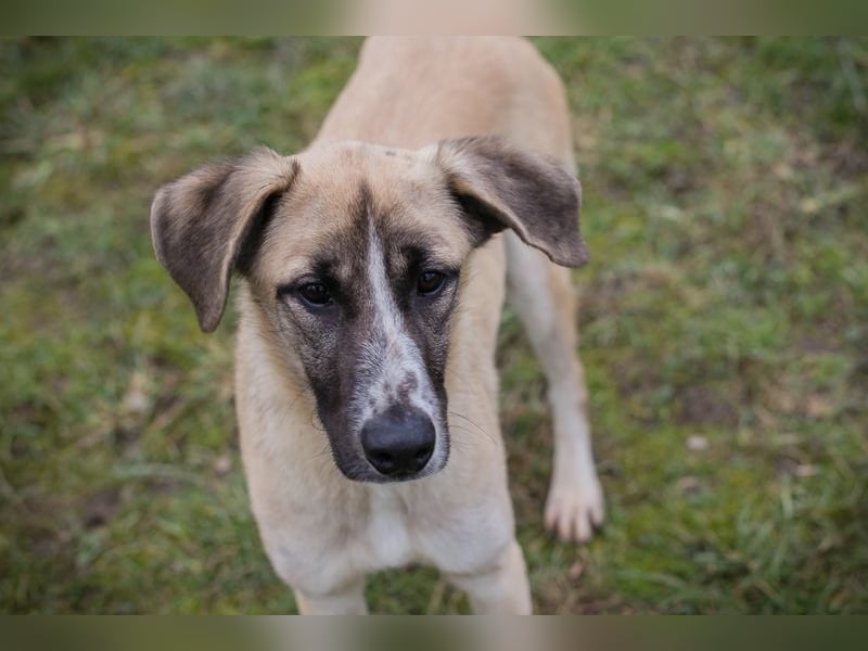 Gunter sucht ein Zuhause