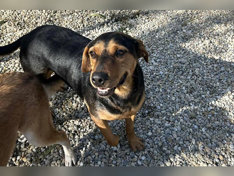 Chico – Sucht aktive Menschen!