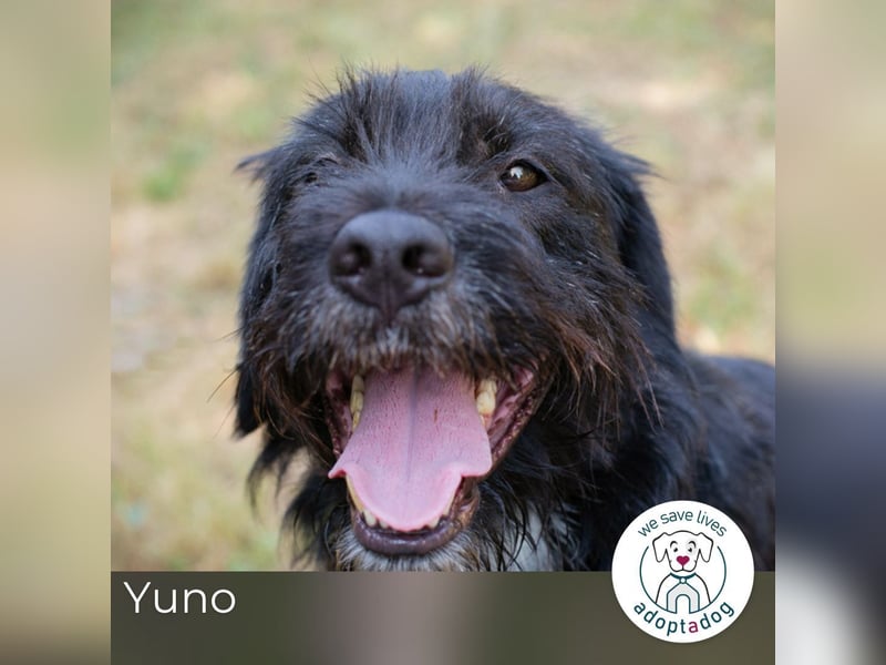 Yuno 219096 sucht ein zu Hause