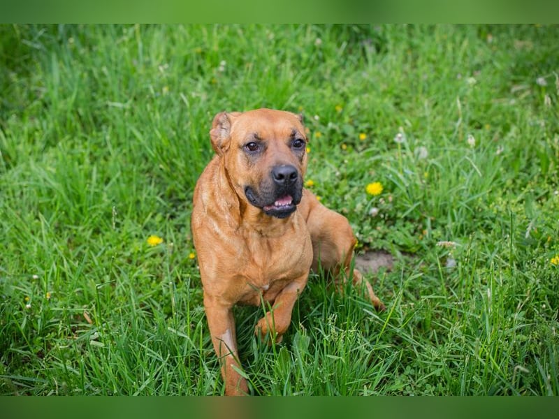 Fjella 240004 sucht ein zu Hause
