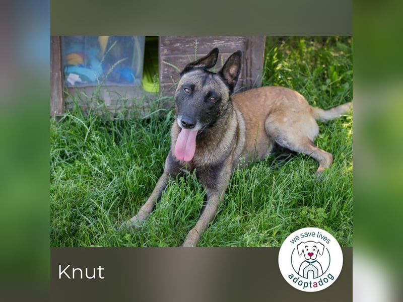 Knut sucht ein Zuhause