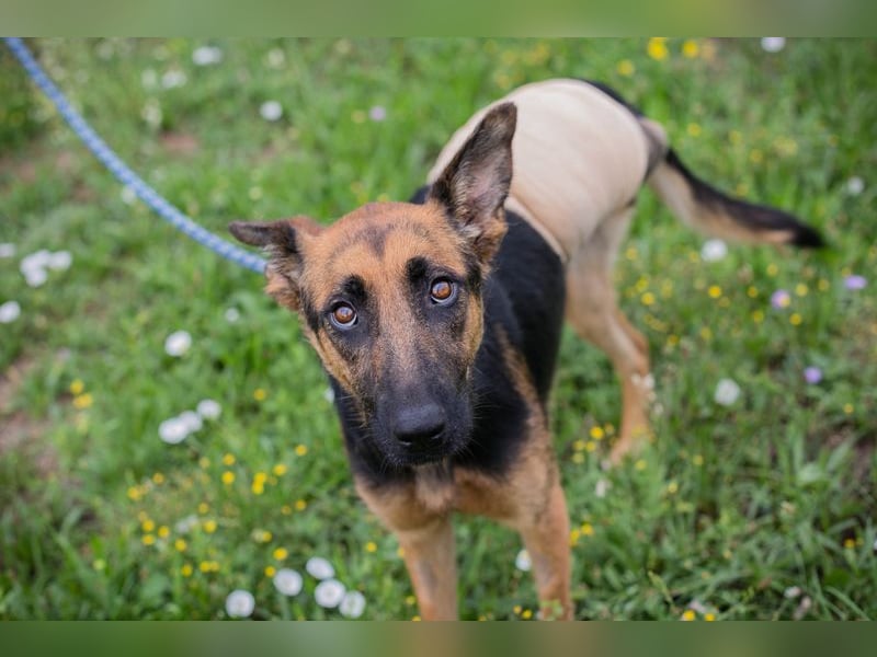 Nayra: Ein Herz auf drei Pfoten