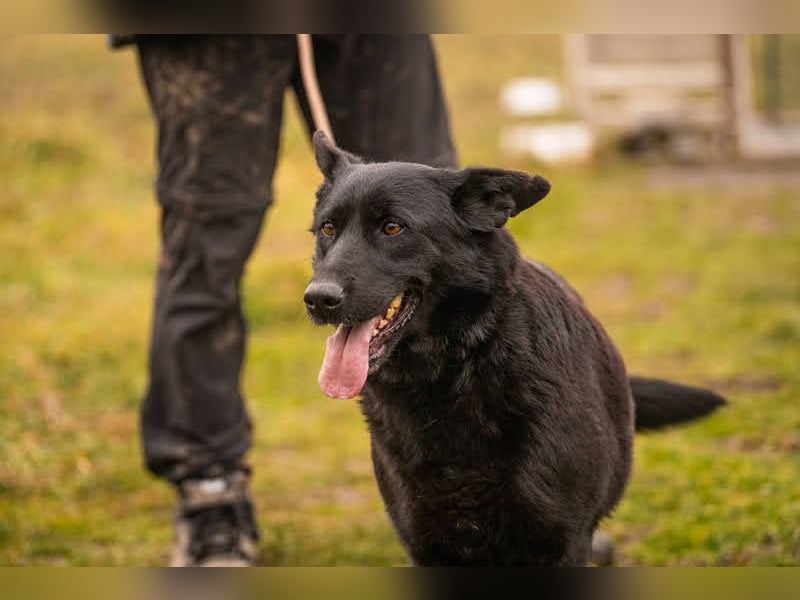 Sonja: Hundemama sucht Zuhause