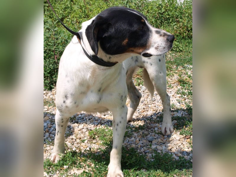 Deny – Wasserratte sucht Zuhause
