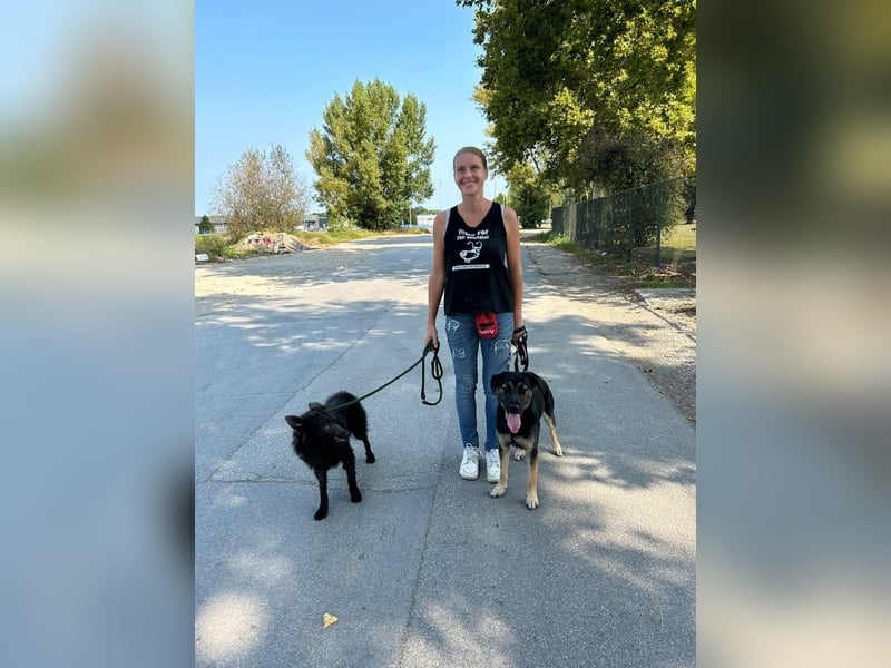 Maxi: Sonnenschein auf vier Beinen