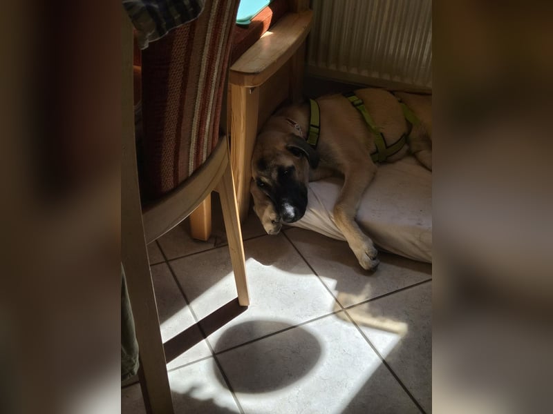 Skadi II sucht ein zu Hause