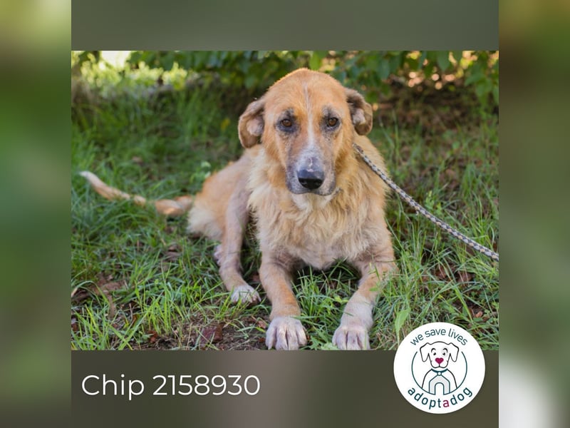 Chip 2158930 sucht ein zu Hause
