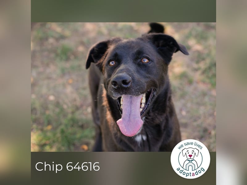 Chip 64616 sucht ein Zuhause