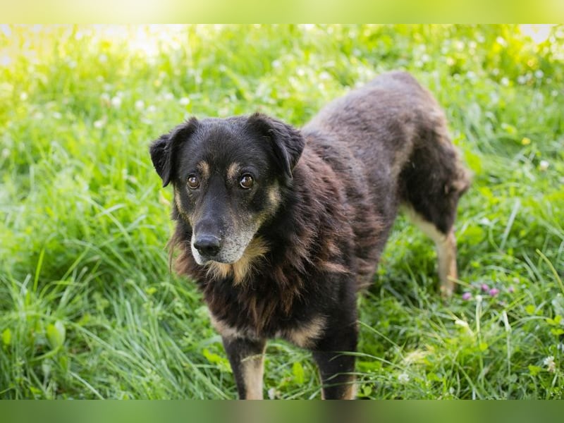 Elwood sucht ein Zuhause