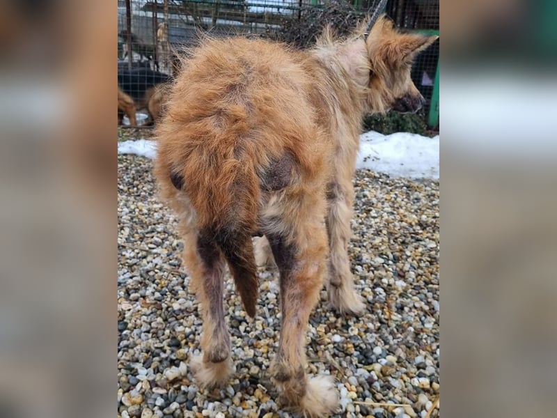 Nala sucht ein Zuhause