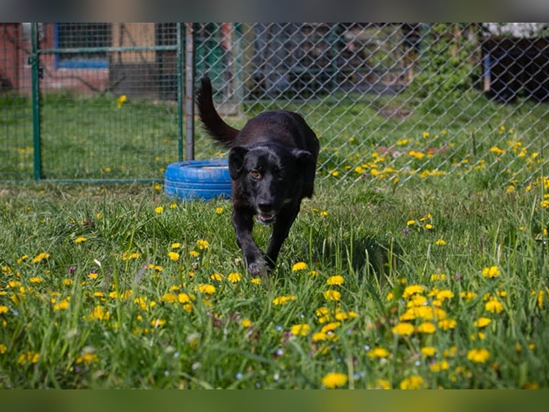 Benek: Träumt von einem Zuhause