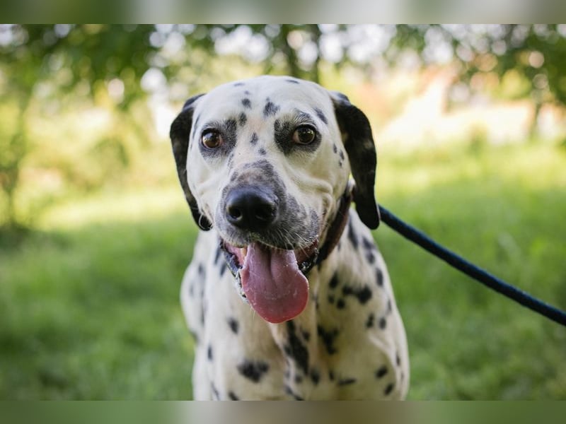 Chip 283717 sucht ein Zuhause