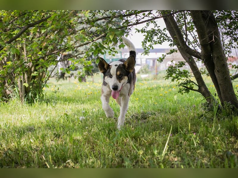 Jim: Sucht ein Abenteuer