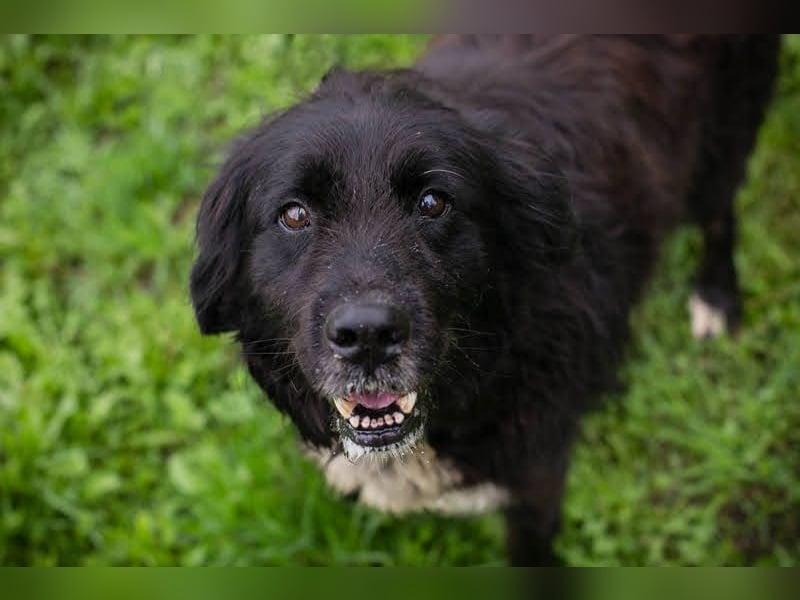 Solon: Tapferer Hundeopa