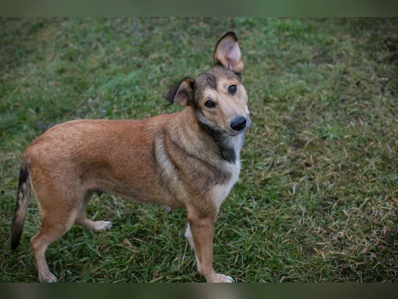 Aura: Kuschelmaus sucht Liebe