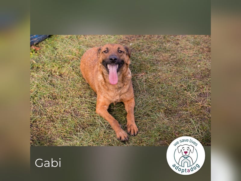 Gabi 205052 sucht ein zu Hause
