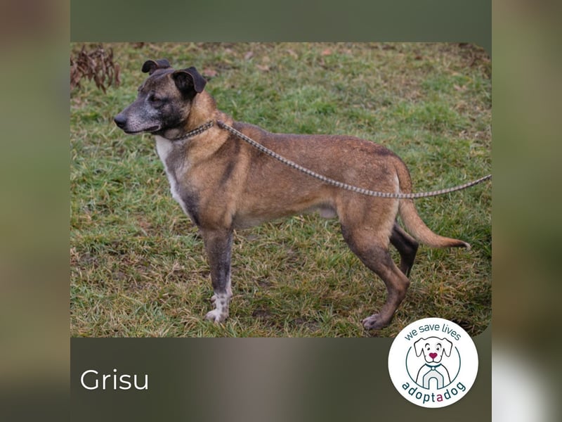 Grisu: Warum sieht ihn niemand?