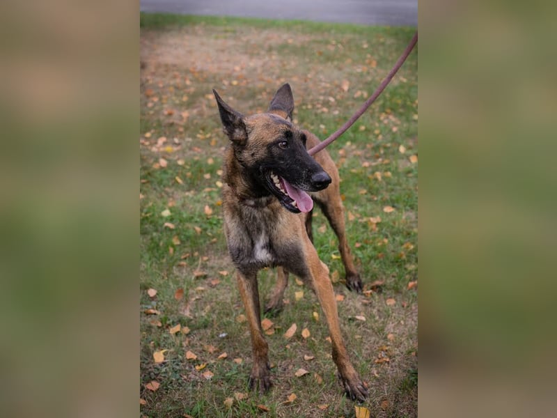 Airi: Verletztes Herz sucht Sicherheit