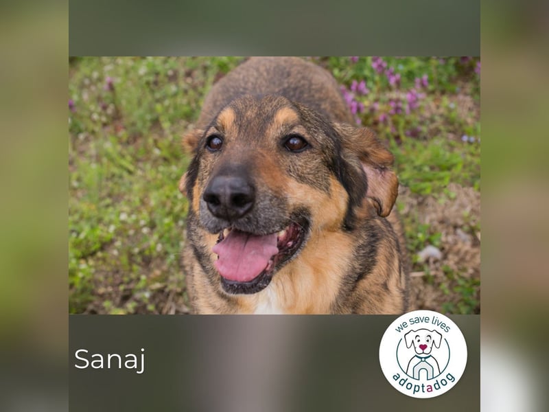 Sanaj 831820 sucht ein zu Hause