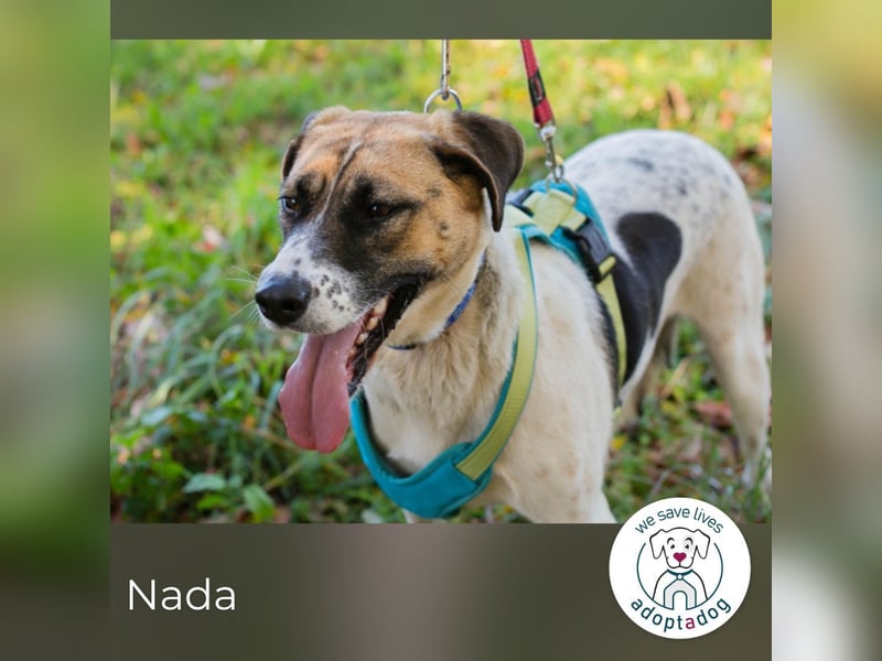 Nada sucht ihr Für-immer-Zuhause