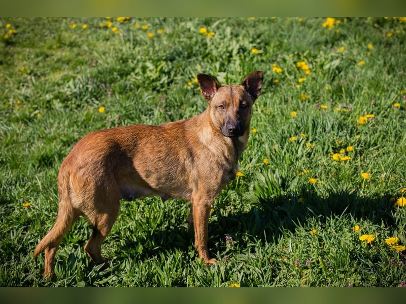 Cassy sucht ein Zuhause