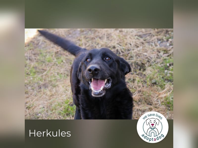 Herkules 815830 sucht ein zu Hause