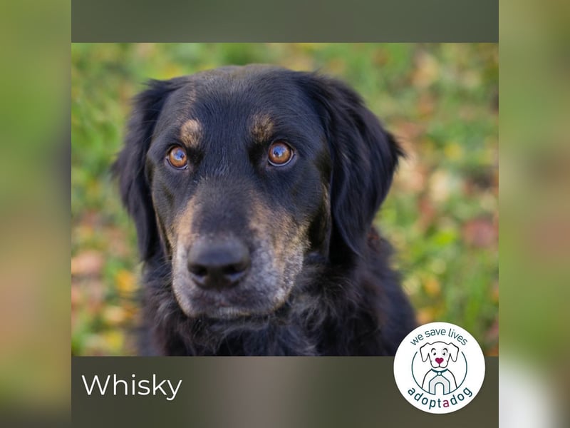 Whisky 253730 sucht ein zu Hause