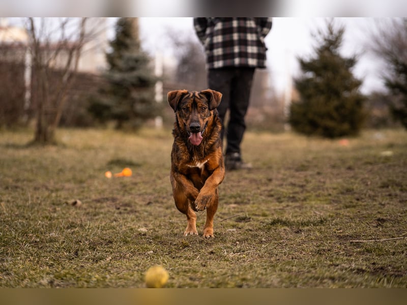 Freddy – Verspielter Entdecker sucht dich