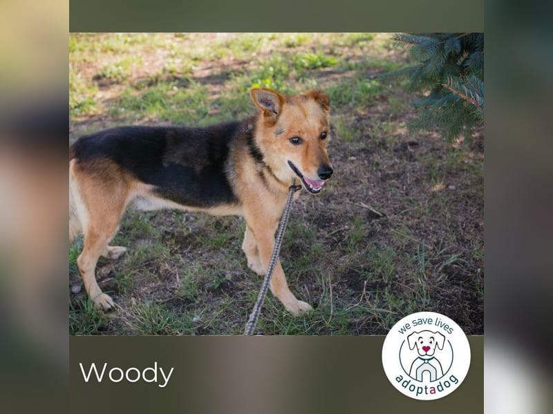 Woody 265333 sucht ein zu Hause
