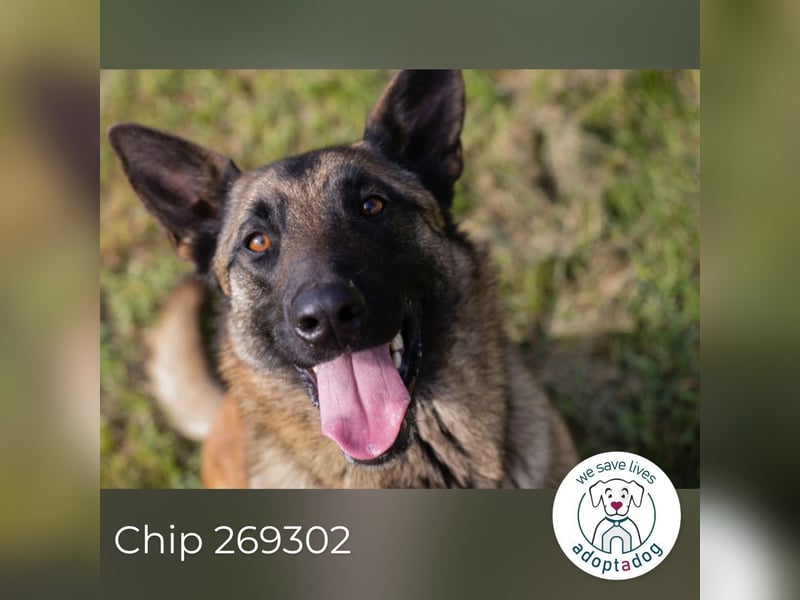 Chip 269302 sucht ein Zuhause