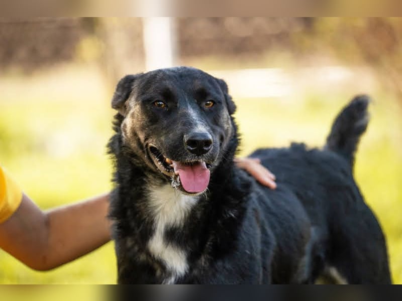 Duster: Sanfter Freund auf vier Pfoten