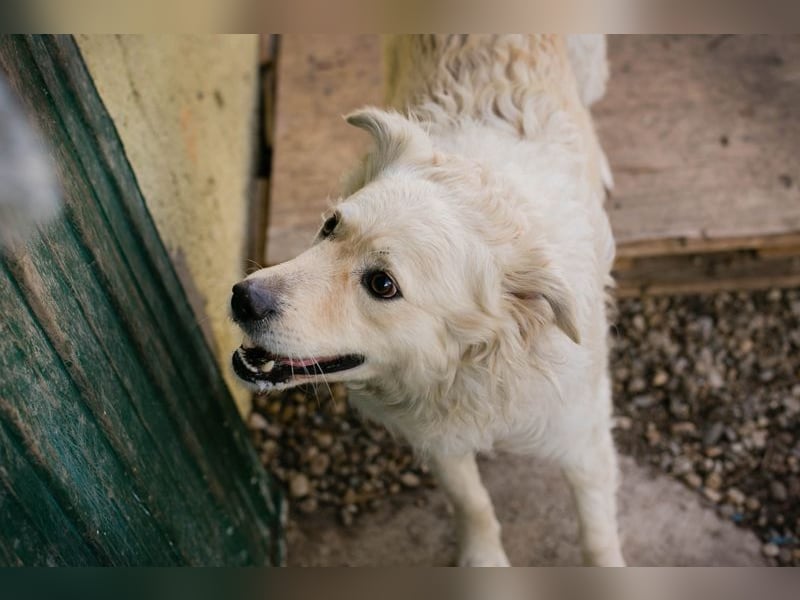 Mischa sucht ein Zuhause