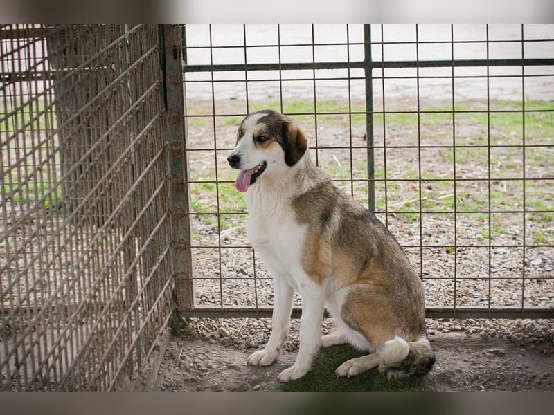 Chip 256646 sucht ein Zuhause