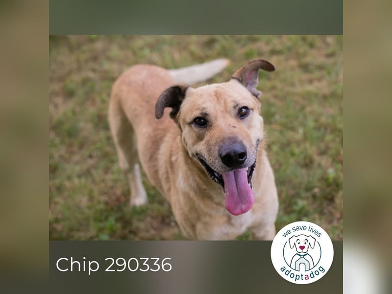 Chip 290336 sucht ein Zuhause