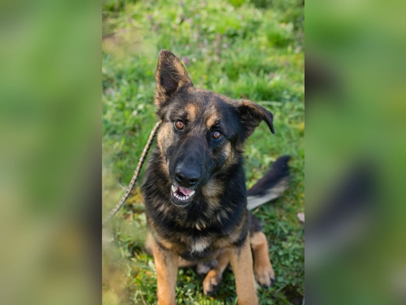 Chip 257791 sucht ein Zuhause